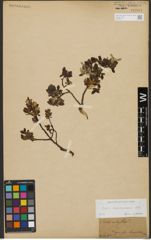 Foto von Salix waldsteiniana Willd.